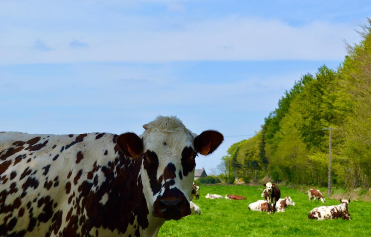 Isigny-le-Buat La Pichonniere Bed & Breakfast エクステリア 写真